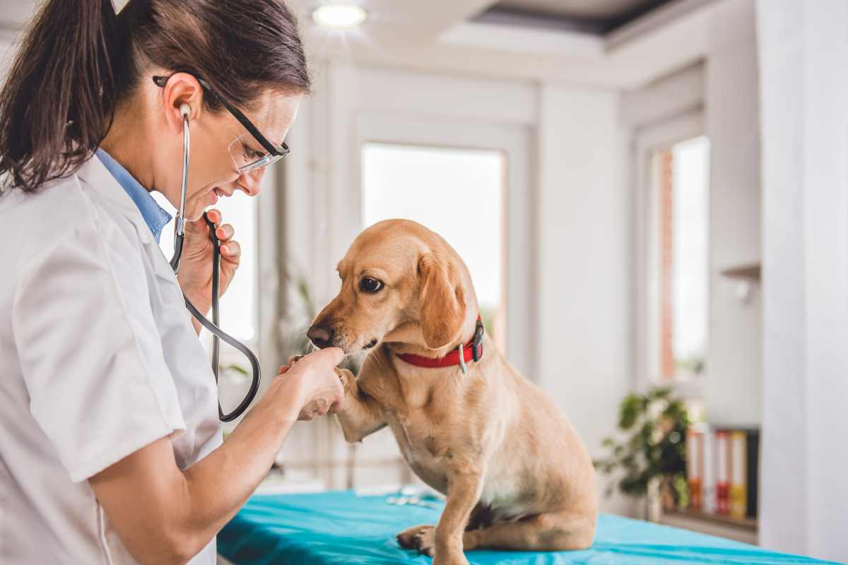 Bonus animali domestici, sono 2 le agevolazioni che nessuno conosce